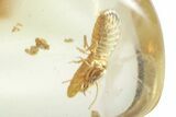 Polished Colombian Copal ( g) with Two Millipedes #265212-1